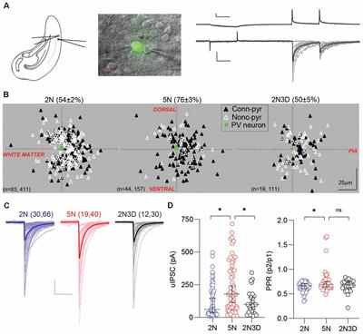 <mark class="highlighted">Endocannabinoid Signaling</mark> Contributes to Experience-Induced Increase of Synaptic Release Sites From Parvalbumin Interneurons in Mouse Visual Cortex